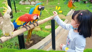 Download Yuk Kasih Makan Burung Macaw \u0026 Kakatua di Taman Burung | Bermain Bersama Burung MP3