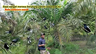 Download Mikat burung kacer dada hitam kalimantan, Kacer gacor ngobra saat di pikat [] bird trap [] MP3