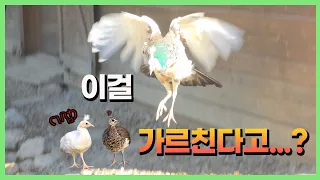 새끼 키우기는 공작새한테도 어려운가 봅니다