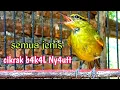 Download Lagu tralis/cikrak daun bakalan pun langsung emosi nyaut mendengar pancingan ini.