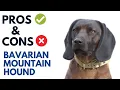 Bavarian Mountain Hound Pros and Cons Bavarian Mountain Hound Advantages and Disadvantages