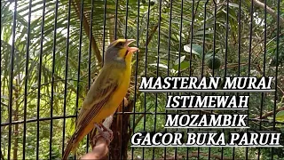 Download MASTERAN MURAI||MOZAMBIK GACOR PARAH BUKA PARUH MP3