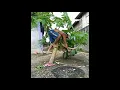 Download Lagu vidio lucu|| dino dino riko sukuri