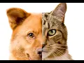 HACKING DOG AND CAT ACTUAL HACKING PART - 2 TRYHACKME CTF CRIFOXUL