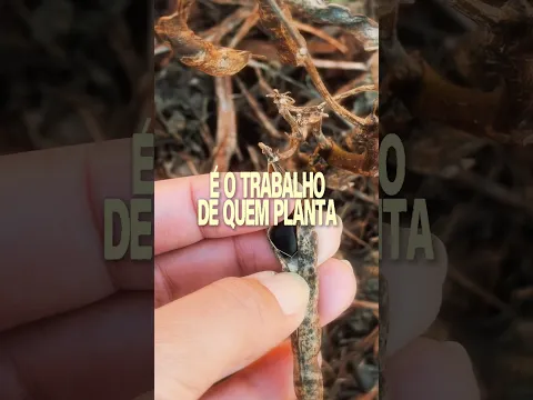 Dia do Agricultor | Governo Federal