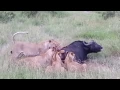 Download The buffalo hunt in Masai Mara mp4 3gp mp3 videos - waplic