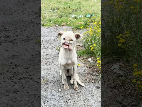 Dog Who Survived Against All Odds Is Ready For A Family | The Dodo