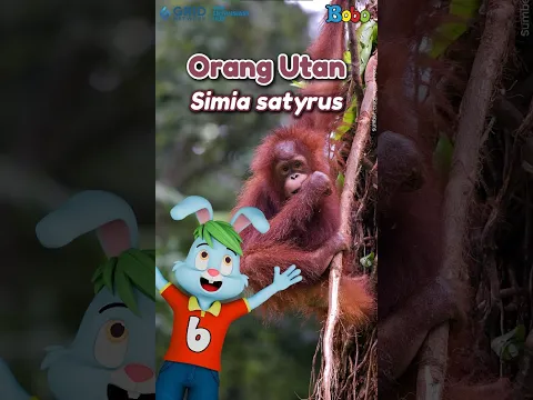 Makhluk Luar Biasa Ini Dijuluki Sebagai Petani Hutan!