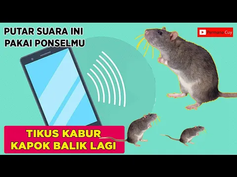 Download MP3 Terbukti !!! 100% Suara Pengusir Tikus Paling Ampuh