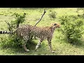 Download Lagu Masai Mara best shots