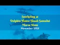 Lagu Snorkeling at Dolphin House/Shaab Samadai Reef in Marsa Alam, November 2025