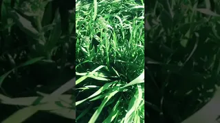 النيه الطيبه ترتب لصاحبها اجمل الاقدار 