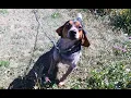 TERRIBLE TEDDY - Full grown Pocket Beagle edition