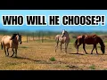 Download Lagu Arabian horse gets a new girlfriend! ~ This makes me so happy ❤️