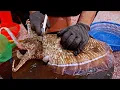 Download Lagu Segar! Keterampilan Memotong Cumi, Udang, dan Tuna yang Menakjubkan, Koleksi Makanan Laut
