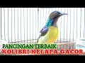 Download Lagu Korlap gacor memanggil lawan