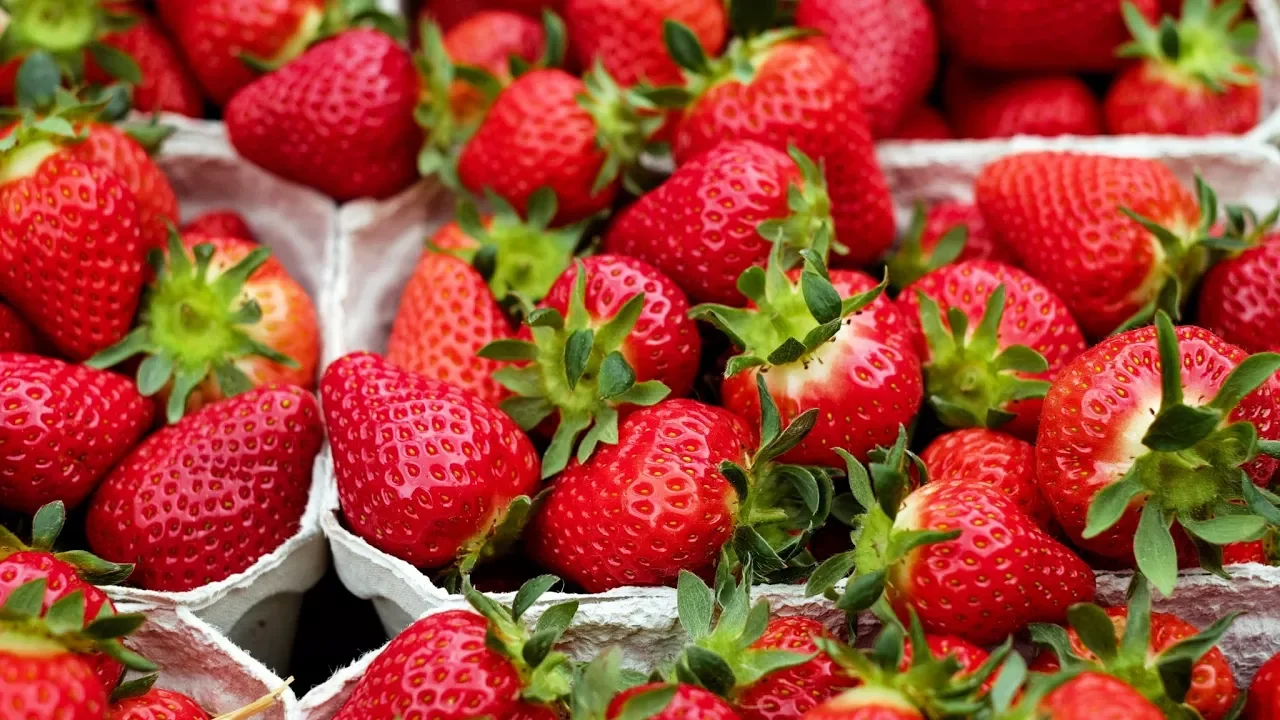 為什麽大草莓都長得這麽畸形？Why giant strawberry has weird shape?丨Chaos Museum