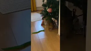 قطط مضحكة جدا جدا 