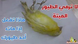                                                                                                  دندنها
