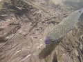 fishing the Blue River in Breckenridge Colorado