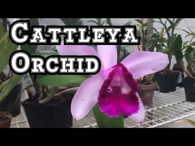 ORCHID CARE: CATTLEYA INTERMEDIA ORCHID MY FIRST BLOOM
