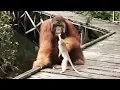 Download Lagu Never Steal a Banana from a Orangutan's Mouth...
