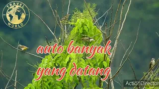 masteran gacor utk pikat u0026 pancingan burung jalak kapas liar patk 2 kicau suara burung