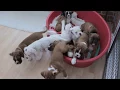 NATURAL BOBTAIL LONG TAIL BOXER PUPS Eleven BOXER PUPS morning routine