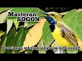 Download Lagu Suara burung sogon gacor memanggil lawan || yang dekat ngamuk, yang jauh merapat emosi