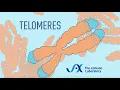 What are telomeres Telomere animation