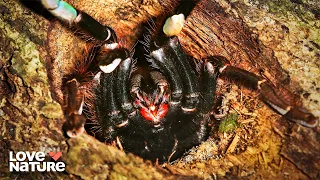 Tiny Killers: The Terrifying Creatures That Rule the Planet | Wild Hunters 107 + 108