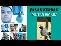 Download Lagu jalak kerbau pintar bicara