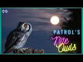 Download Lagu Nite Owls 🎵 | Late-Night Music Reactions 🦉🦉