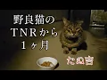 Download Lagu 野良猫のＴNＲから１ヶ月
