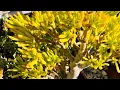 How to Propagate Gollum Jade Shrek Ear Plant Ogre Ear Crassula Ovata
