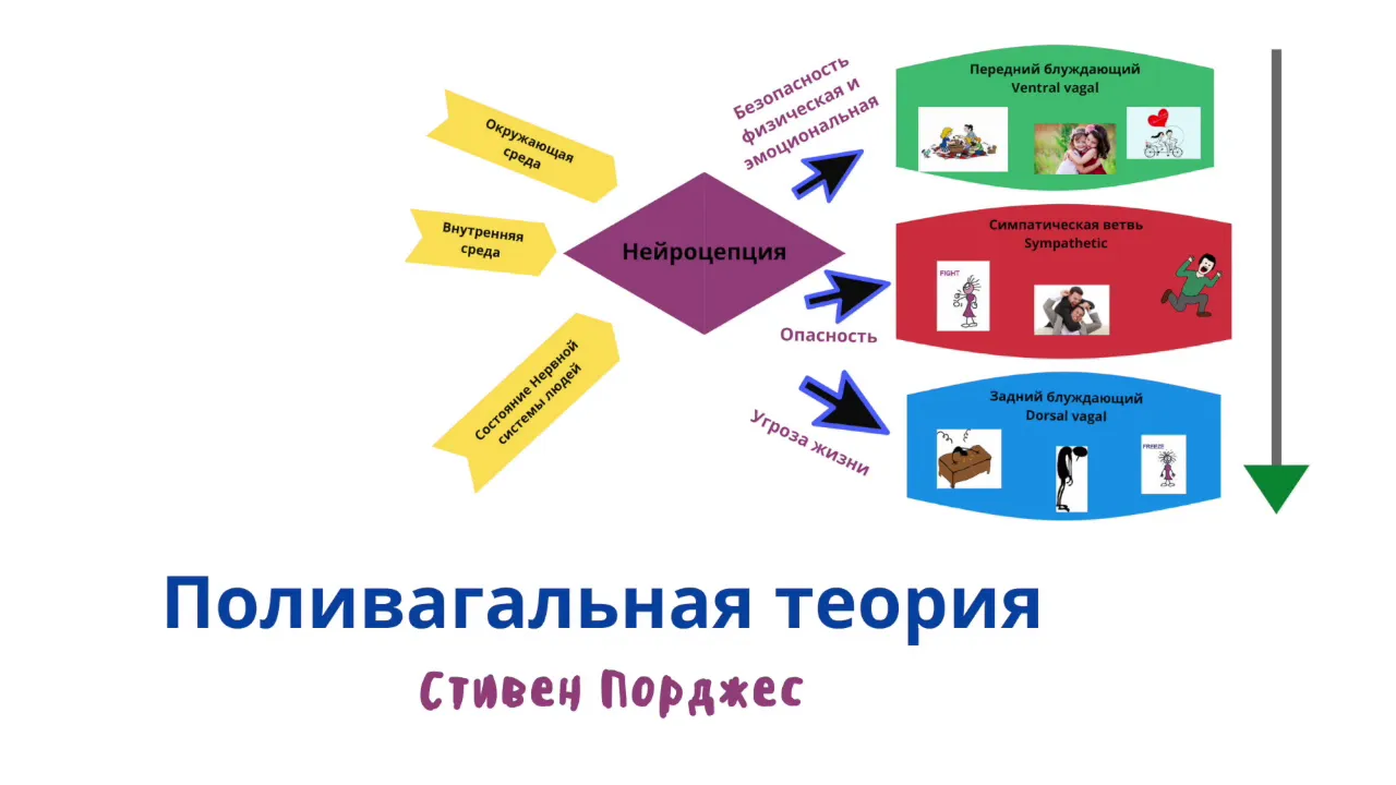 Поливагальная теория Стивена Порджеса.