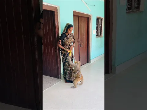 #funny #funniestmoments #monkey #monkeychallenge