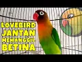Lagu Suara Lovebird Jantan Memanggil Betina RAYUAN GOMBAL Cocok Buat Panggacorans Lb Jantan \u0026 Lb Betina