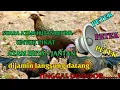 Download Lagu suara Ayam Hutan Betina petek petek petek 100% terbukti ampuh ||| untuk pikat ayam hutan jantan