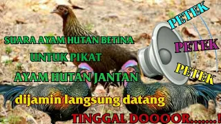 suara ayam hutan betina petek petek petek 100 terbukti ampuh untuk pikat ayam hutan jantan