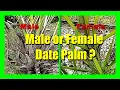 How to Identify Male and Female Date Palm Trees Easy Identification and Differentiation