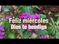 Happy Wednesday God bless you this day good morning message for you