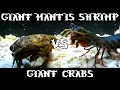 Lagu Giant Smashing Mantis Shrimp VS Giant Crabs