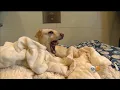Calif Pets Stores Can Only Sell Rescued Dogs Cats And Rabbits Under New Law
