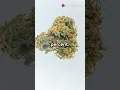 Top 10 Strongest Weed Strains Ranked 2025 Update