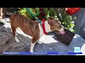 How ACCT Philly makes sure their animals look their best for potential forever homes