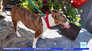 How ACCT Philly makes sure their animals look their best for potential forever homes