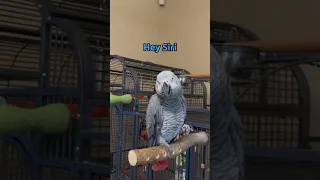 Giz Tried To Cheat And Use Siri But Came Through In The End Talkingparrot Talkingbirds Shorts 