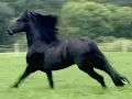 CAVALO PRETO   - TONICO E TINOCO
