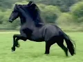 Download Lagu CAVALO PRETO   - TONICO E TINOCO